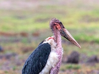 Rezerwat w Chobe (Botswana)